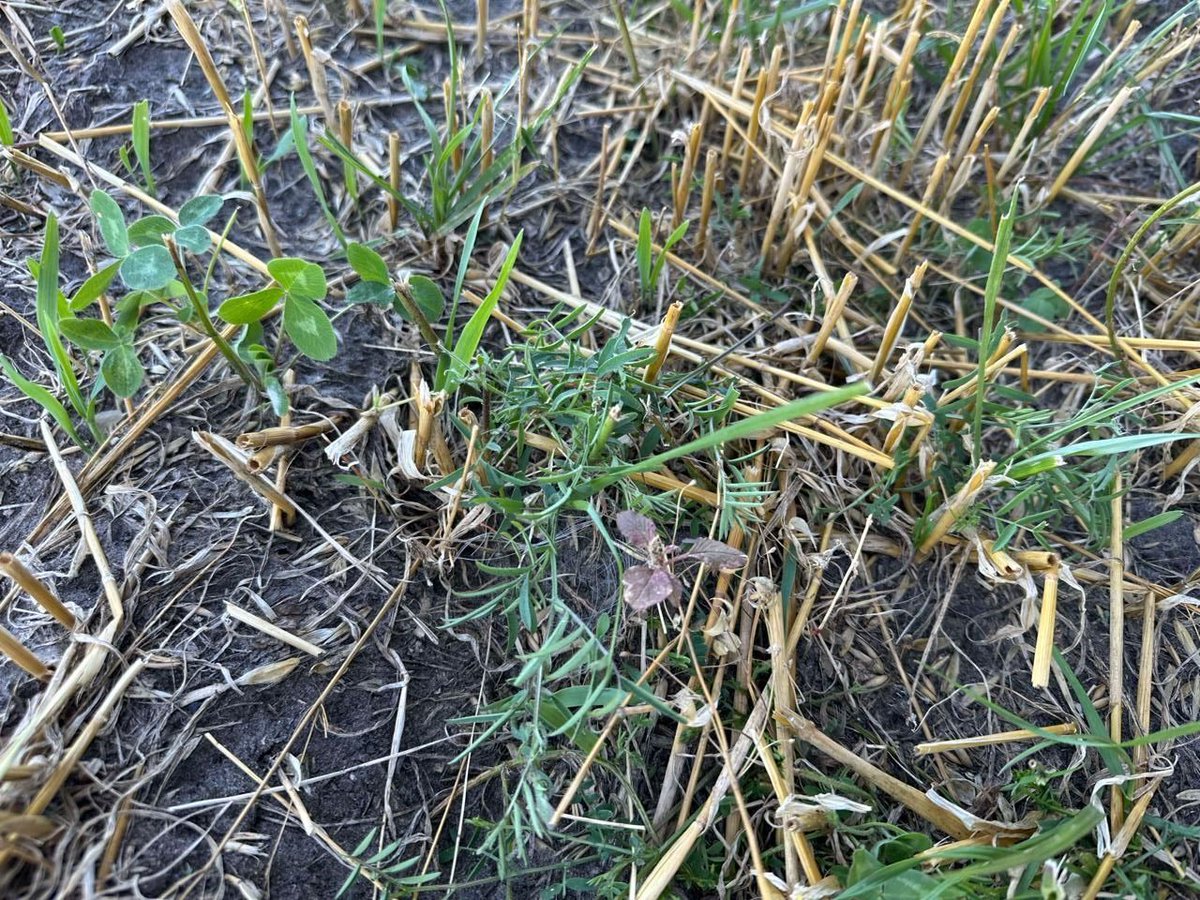 Imperial Seed tweet media