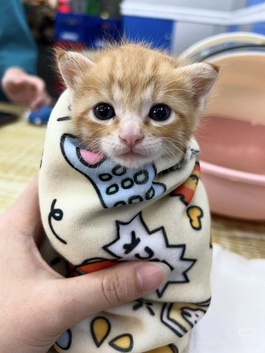 cutest cats (@cutestscats) on Twitter photo 