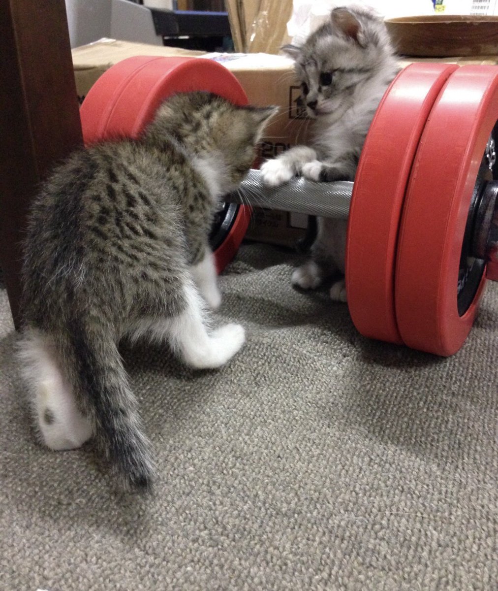 ココニャ@猫写真集、発売中！ (@kokonananya) / Posts / X