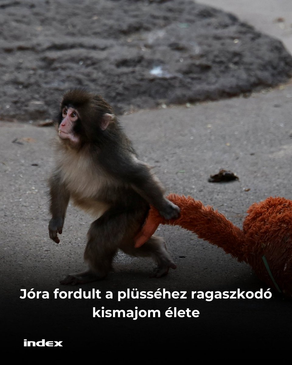 indexhu's tweet image. Punch világszerte meghódította az internetezők szívét.

index.hu/kulfold/2026/0…

Fotó: Kim Kyung-Hoon / Reuters

#Punch #monkey #Japan #zoo #plush #indexhu