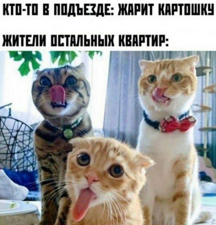 🐾 Borsique 🐾 😺 tweet media