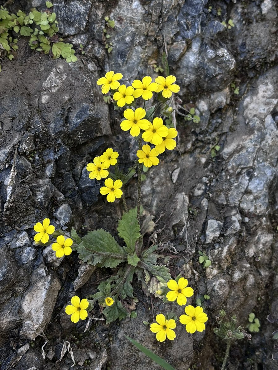 Ashutosh_05sn's tweet photo. Evotrochis floribunda
#Primula floribunda
Endemic to Western Himalaya & Nepal
A beautiful early spring blooming Primula found growing on wet calcareous soil
#primulaceae #floribunda #flora #eFloraofIndia #botany2026 #plants #Ericales #Evotrochis #Rockgarden #SRGC #Taxonomy https://t.co/xMjqgi0oZS