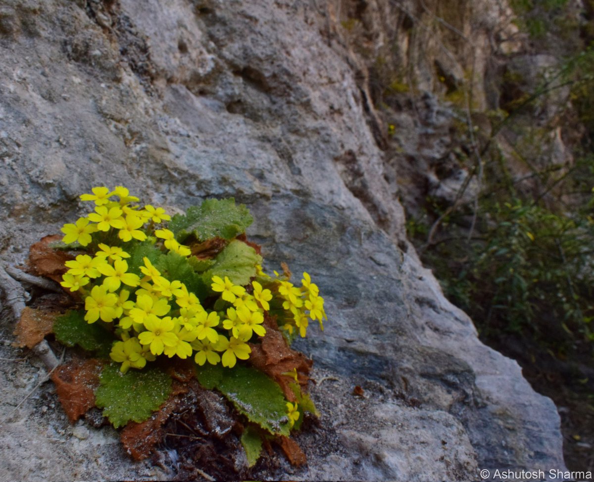 Ashutosh_05sn's tweet photo. Evotrochis floribunda
#Primula floribunda
Endemic to Western Himalaya & Nepal
A beautiful early spring blooming Primula found growing on wet calcareous soil
#primulaceae #floribunda #flora #eFloraofIndia #botany2026 #plants #Ericales #Evotrochis #Rockgarden #SRGC #Taxonomy https://t.co/xMjqgi0oZS