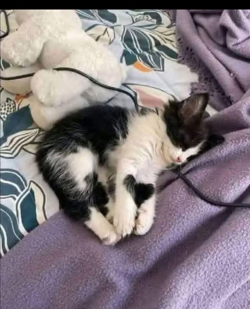 We don't deserve cats 😺 tweet media