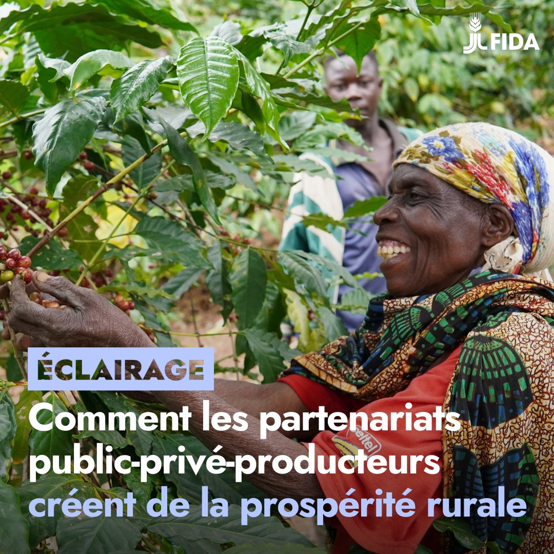 leFIDA's tweet photo. Quand les projets mobilisent fortement le secteur privé la hausse de revenus moyenne  est 4️⃣✖️ +forte.

Grâce à l’appui de partenaires comme le #Japon le modèle 4P fait des petits producteurs des partenaires, pas de simples fournisseurs.

▶️https://t.co/4RHXRFeQBj

@ueshimacoffee https://t.co/PKvG4tNjHp