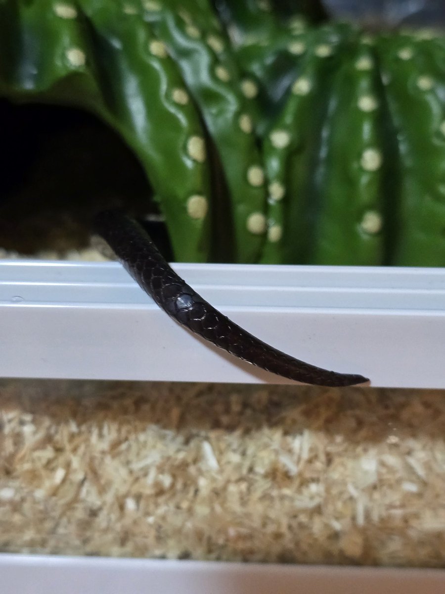 めるり tweet media