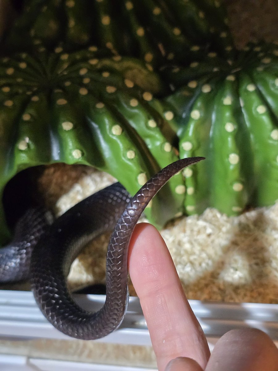 めるり tweet media