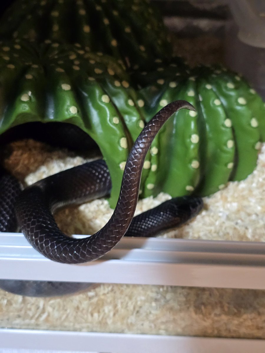 めるり tweet media