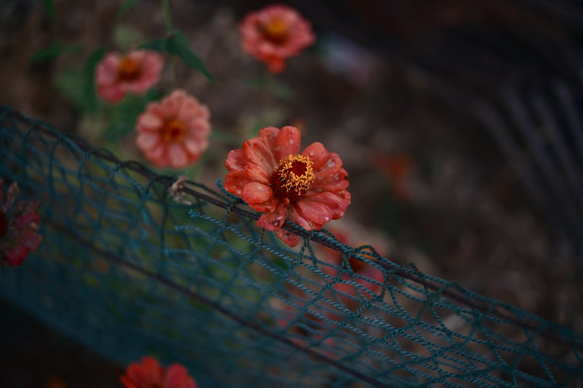 みかづき (@mic_azuki) / Posts / X