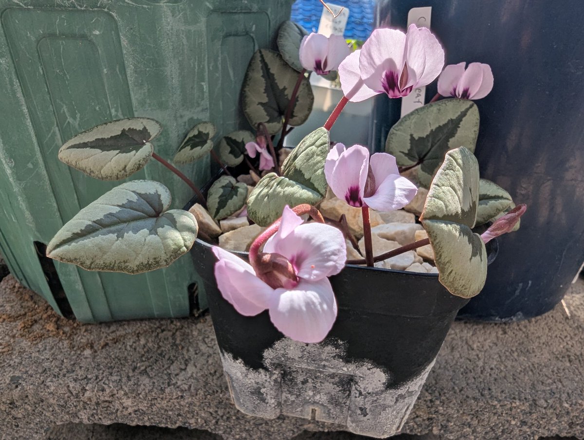 Kirara_9876's tweet photo. #Cyclamen
#シクラメン
#coum
Cyclamen.coum pink leaf(シクラメン.コウム ピンク リーフ)実生株が咲いてくれました♪
花友さんから頂いた種からの株ですが、葉はしっかりした綺麗なツリー模様でした。花は可愛らしいピンクに赤紫色のブロッチが気に入ってます♪ https://t.co/svDfNf2njU