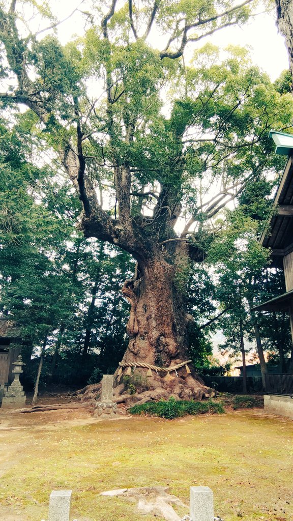 団体ツアーで河津桜🌸見てきました。三連休明けの平日なのに結構な人でした🌸桜も菜の花も満開で素晴らしかった〜。写真の人混みは消しゴムマジックをチャレンジしました。近くにある✨来宮神社⛩️の大楠✨が神秘的で一押しです。