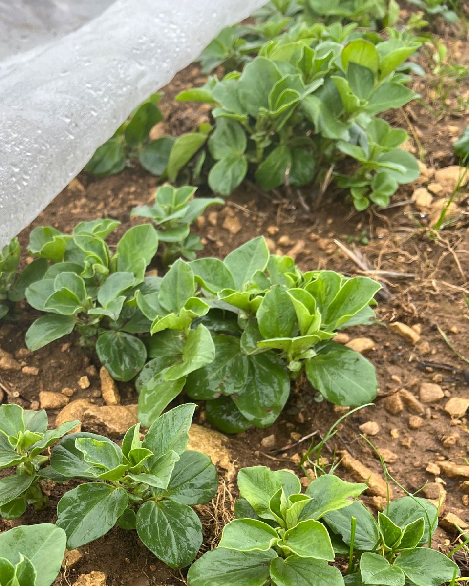SenovaLtd's tweet photo. ๐ฑ Variety: Vincent, Winter Bean
๐ Location: Oxfordshire (@CerealsEvent Site)
๐ https://t.co/mtTNRxcn5Y
#Cereals2026 #UKAgriculture #WinterBeans https://t.co/dpsNgyvAXi