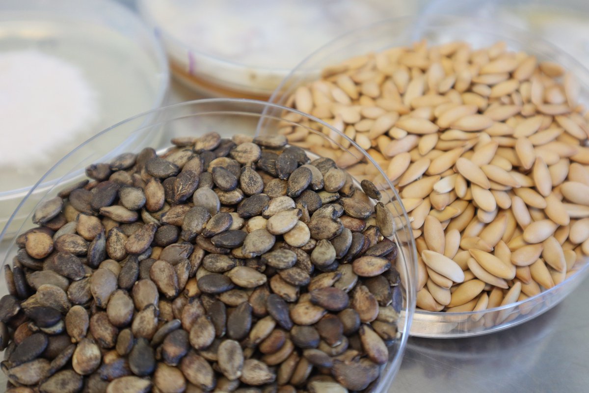 ValGenetics tweet media