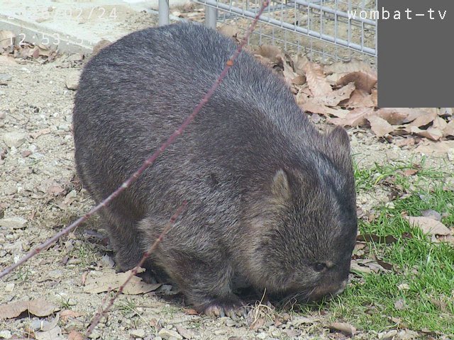 ここは、
美味しいんだよね〜。
#ウォンバット　#五月山動物園