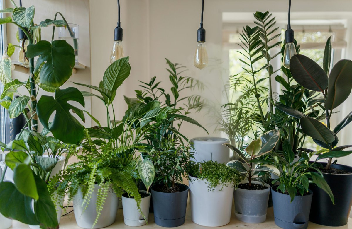 Indoor Plants Could Transform Air Quality and Comfort in Homes and Offices, Major Study Finds