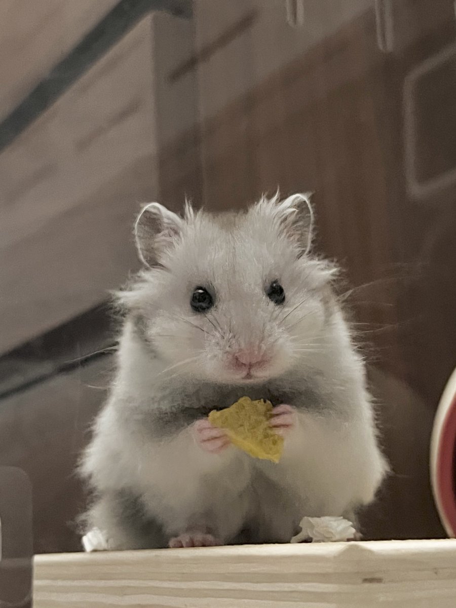 世界各国の強者を集めバトロワを主催し参加したが素手だと秒で勝つので