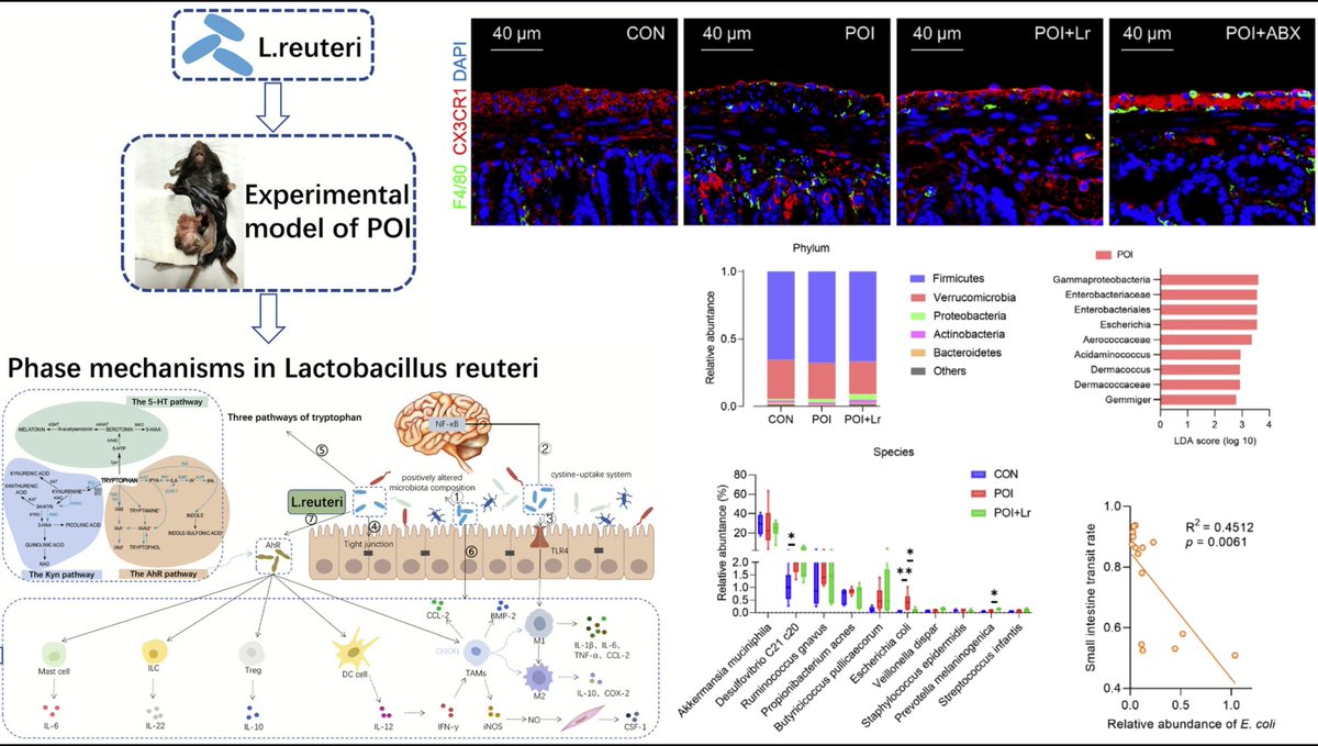 Neurogastro & Motil tweet media