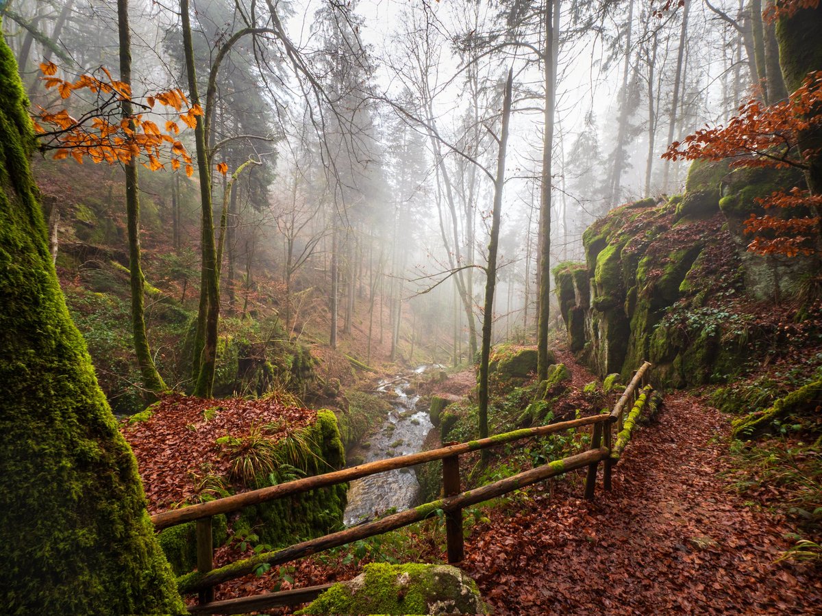 Misty woodland walk
#TrailTuesday