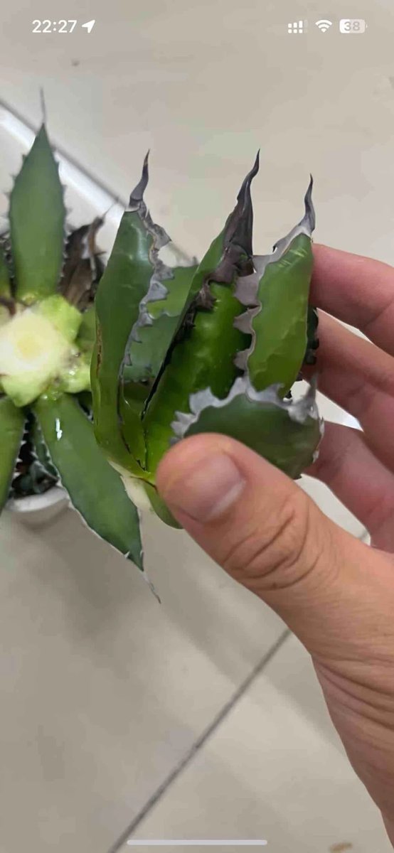 グッド多肉（goodtaniku） (@xiejunxian6990) / Posts / X