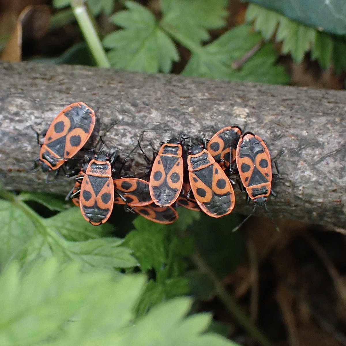 Rose Stephens🕷🐝🕸🐒🦇🐻🦊 tweet media