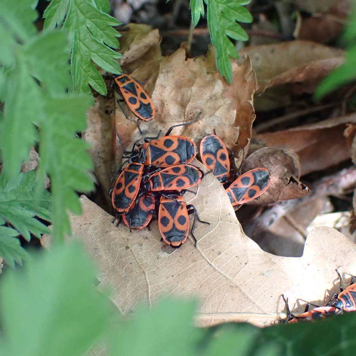 Rose Stephens🕷🐝🕸🐒🦇🐻🦊 tweet media