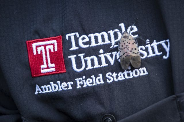 tufieldstation's tweet photo. This week is National Invasive Species Awareness Week! Invasive species are non-native organisms that cause economic and environmental harm. Spot spotted lanternflies—an insect found in PA since 2014 that damages grapes maples &amp; more. Report sightings to PA iMapInvasives! #NISAW https://t.co/AedvlLrT0e