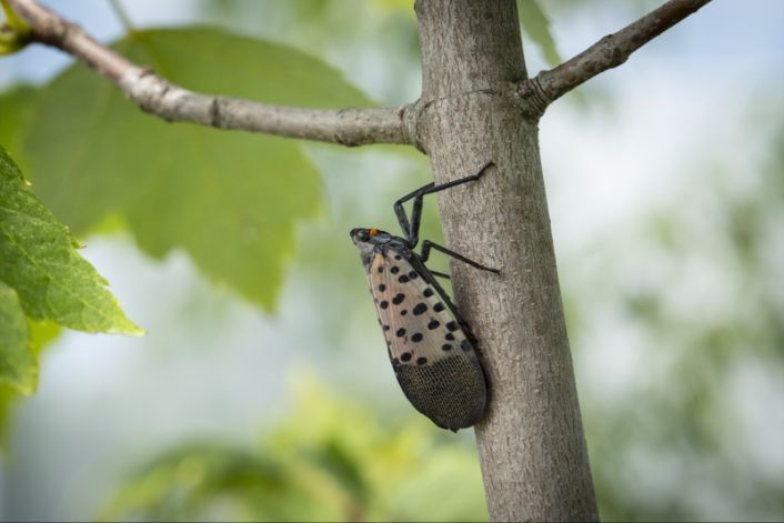 tufieldstation's tweet photo. This week is National Invasive Species Awareness Week! Invasive species are non-native organisms that cause economic and environmental harm. Spot spotted lanternflies—an insect found in PA since 2014 that damages grapes maples &amp; more. Report sightings to PA iMapInvasives! #NISAW https://t.co/AedvlLrT0e