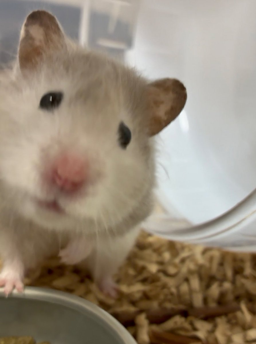 世界各国の強者を集めバトロワを主催し参加したが素手だと秒で勝つので