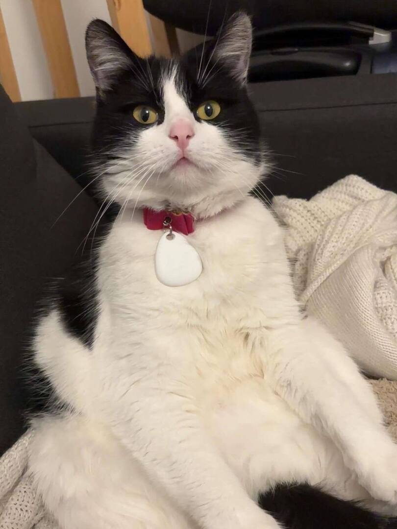 🟠 🐱 Chat perdu le 19/02/2026 à Cherbourg-En-Cotentin (50110).
Race : Européen / Âge : 2 an(s)
Peppa / Femelle / Identifié(e) : Non

☎️ 0672787068
📧  fleurlecdu54@gmail.com

#chatperdu #chattrouve #chat #perdu #trouve