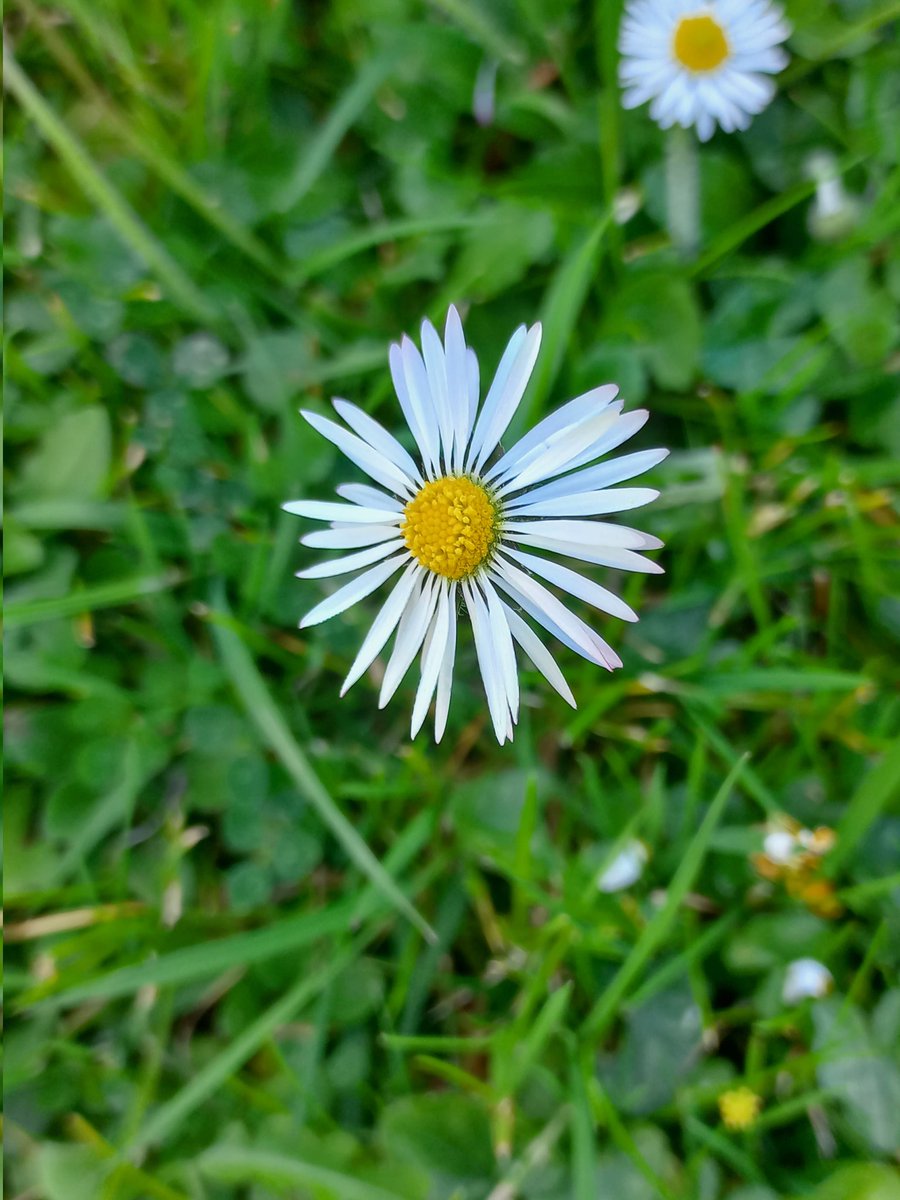 Cangas de Onís 21°C Ensayo de la primavera. Calas,celidonias y margaritas preparan la tierra para el cambio de vestido de la temporada primavera verano. Canta el petirrojo y las abejas se preparan para el "vuelo general de limpieza". Todo en orden.