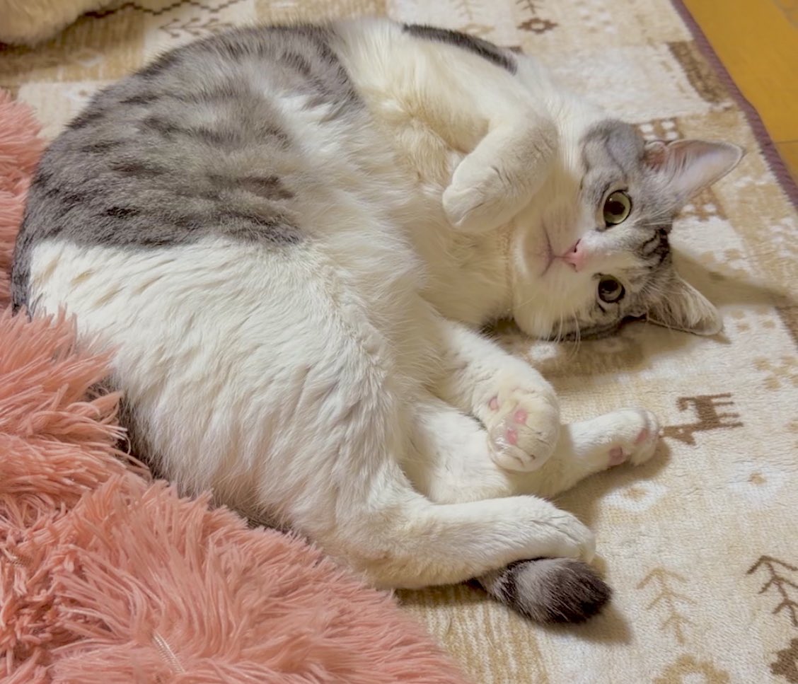 あかん。可愛すぎる🥹 😽愛猫家あるある😺 自分の子と似ている猫グッズ