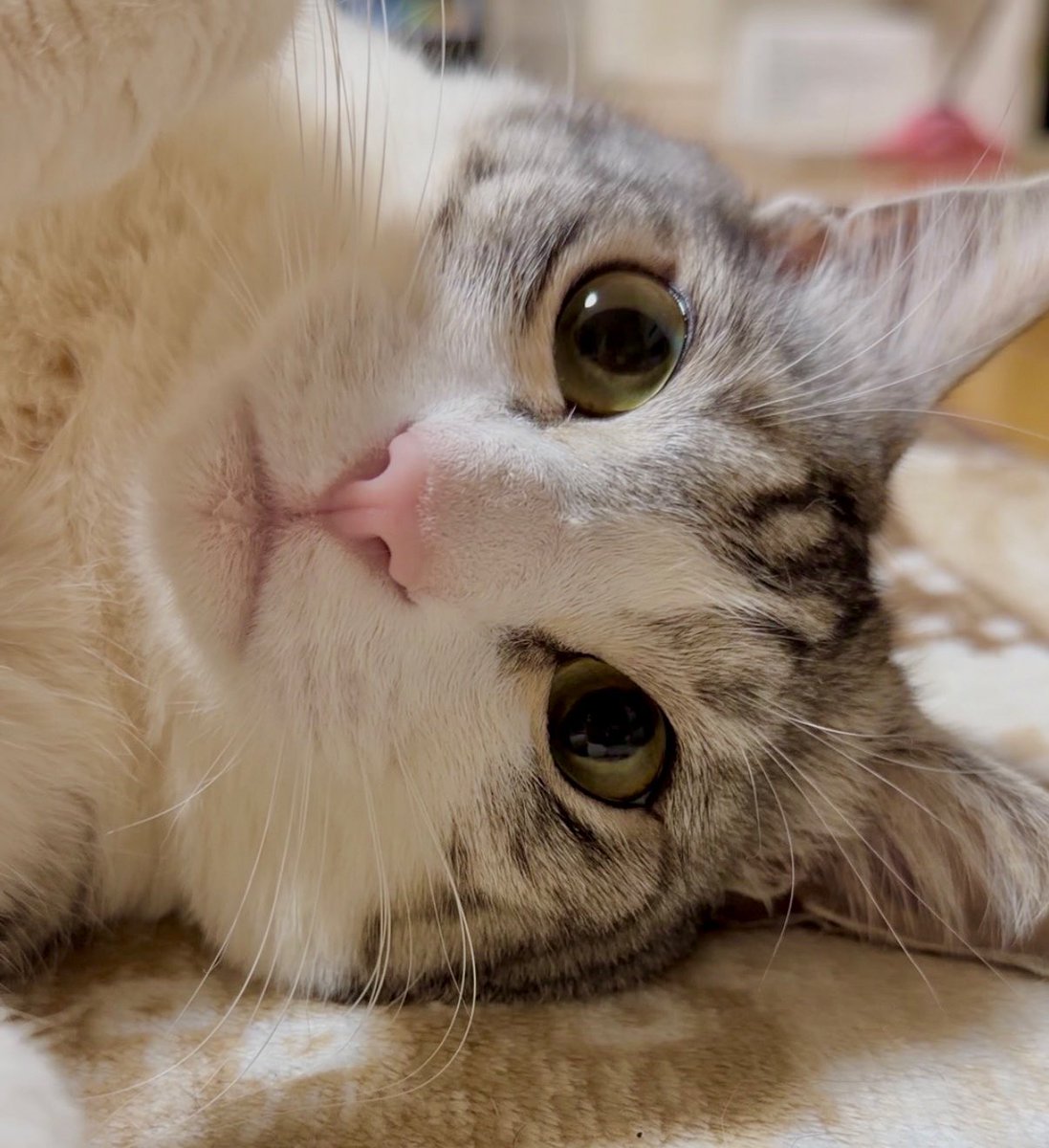 あかん。可愛すぎる🥹 😽愛猫家あるある😺 自分の子と似ている猫グッズ