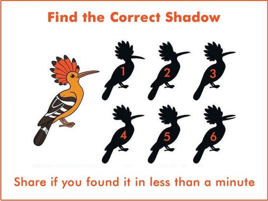 Find the correct shadow?

I believe if you don't use AI or search on Google, it's not easy for you to get the correct answer

Who can do it?