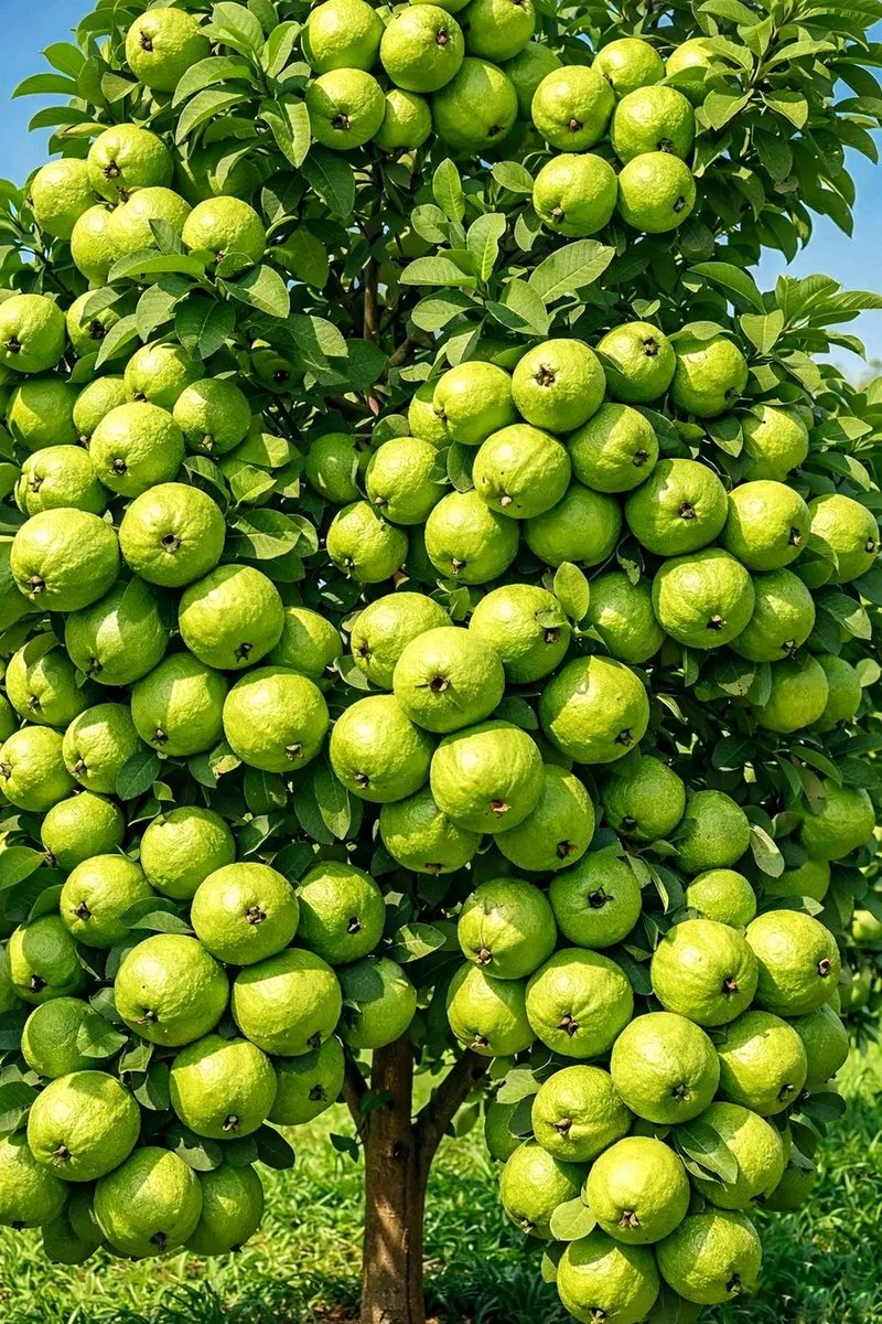 UwiriJanvier's tweet photo. Abundant Green Guava Tree in Full Harvest 🍏🍈
#GuavaTree #GreenGuava #FreshFruit #TropicalFruit #NatureLovers #OrganicFarming #FruitHarvest #GardenLife #HealthyEating #Agriculture https://t.co/JMN2AG2OYm