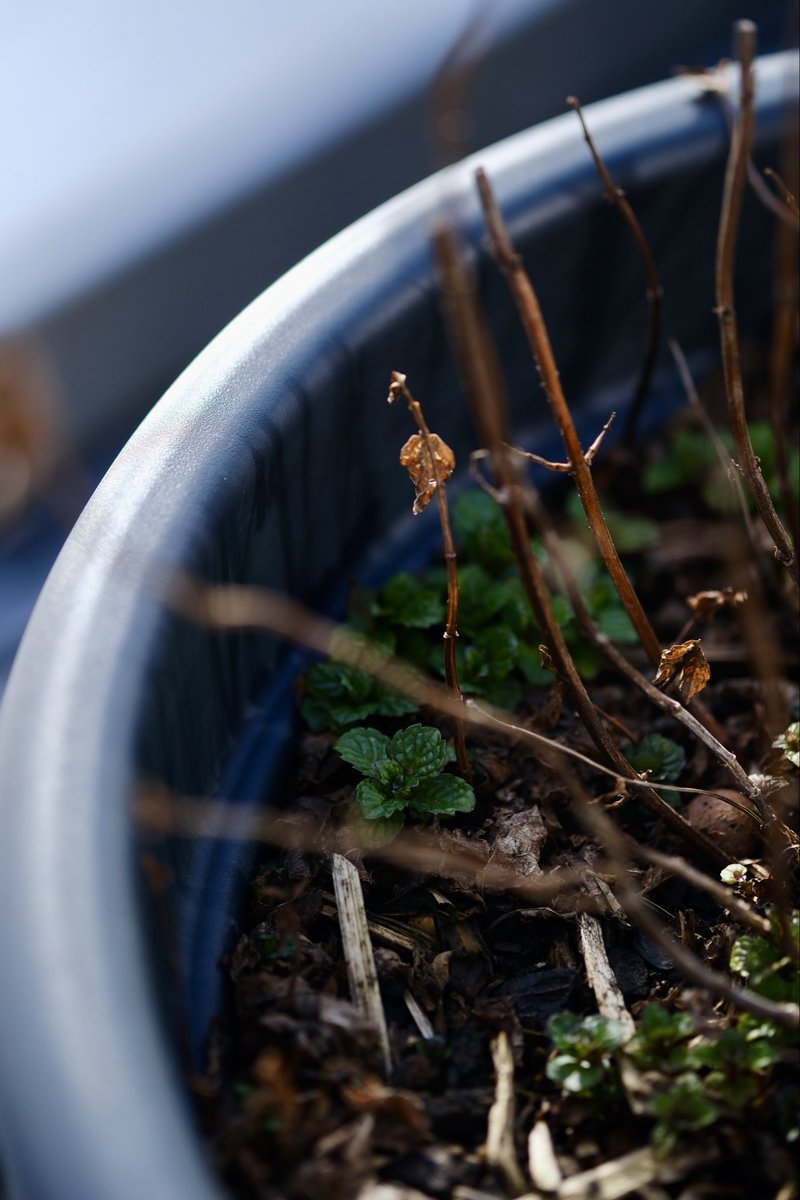 Ariel Rebel tweet media