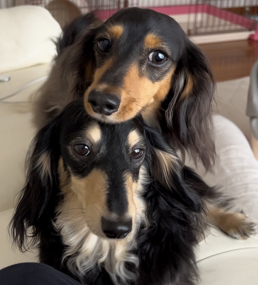 こうちゃん家】ダックス、ダックス、ときどきゴールデン (@kou111dachs