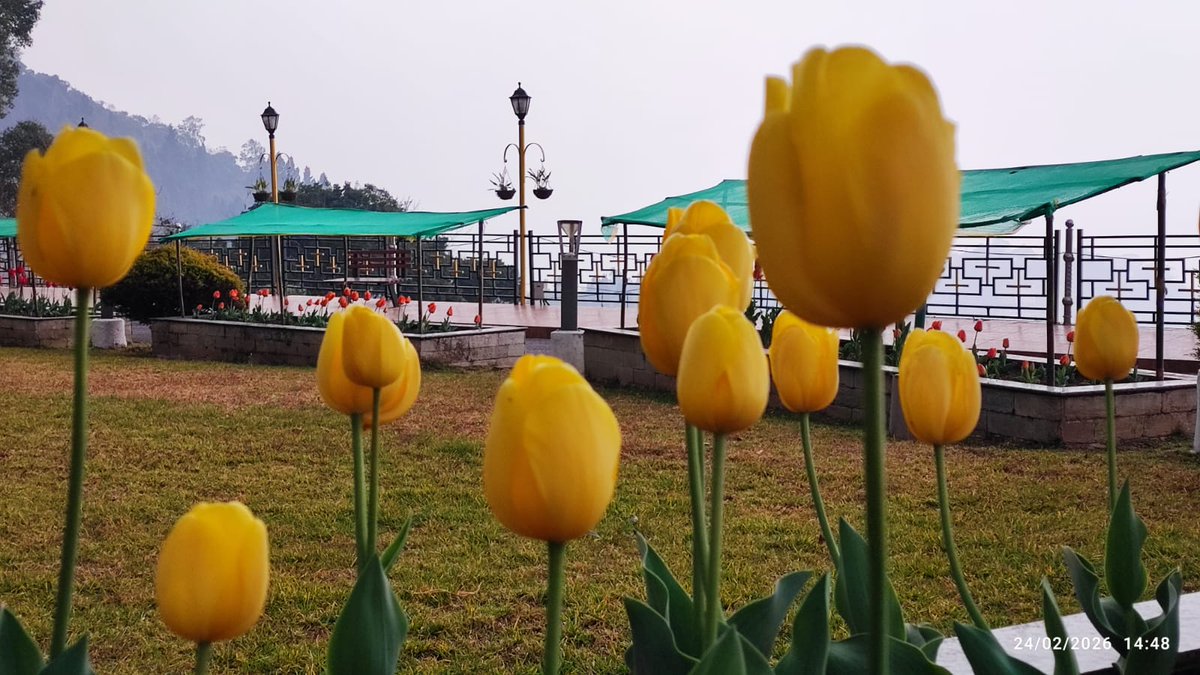 airnews_gangtok's tweet photo. लोकभवन सिक्किम परिसर इन दिनों रंग-बिरंगे ट्यूलिप फूलों से सुसज्जित होकर और भी मनमोहक दिखाई दे रहा है। माननीय राज्यपाल श्री @OmMathur_Raj जी ने परिसर में खिले  विभिन्न रंगों   के ट्यूलिप का अवलोकन किया और प्रसन्नता व्यक्त की।  
@airnewsalerts @MIB_India https://t.co/YQ6jr9p5P1