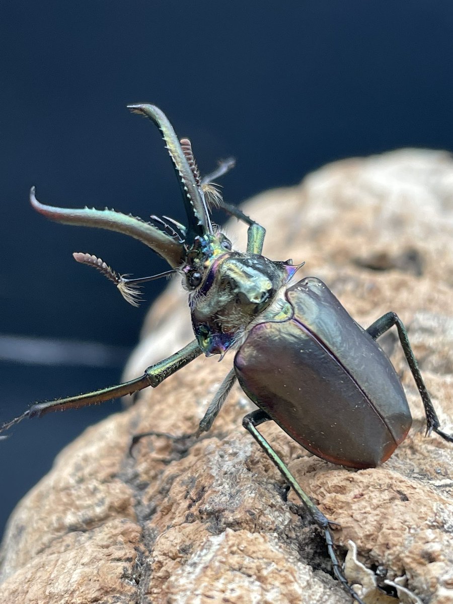 チリコガシラクワガタ Chiasognathus granti Chile La Araucania