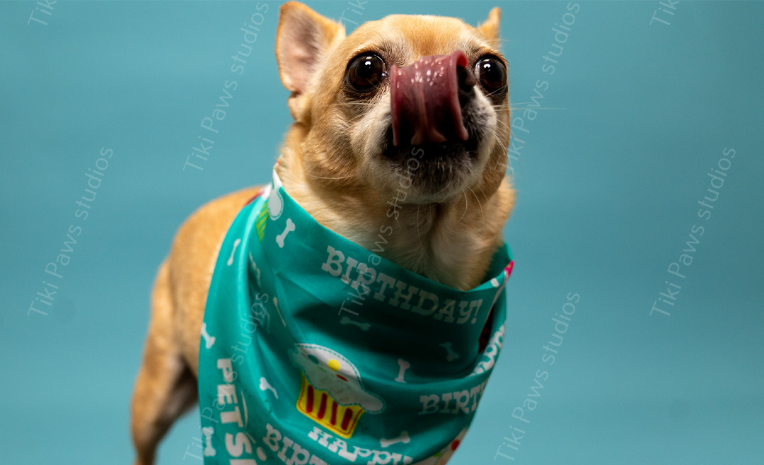 tiki_paws's tweet photo. Happy belated birthday to our little tongue-wagging superstar from a few days ago! You brought so much joy with your playful energy and those irresistible big eyes—we celebrated every moment with extra treats and cuddles at Tiki Paws. We didn't forget your special day, cutie; here's to many more tail-wagging adventures! 🎂🐾

#HappyBirthdayPup #AdorableDoggo #PetCelebration #TikiPawsStudios #CutePetVibes #PawtyTime