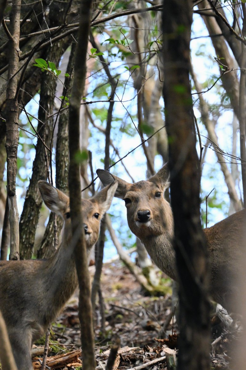 川地祥介 tweet media