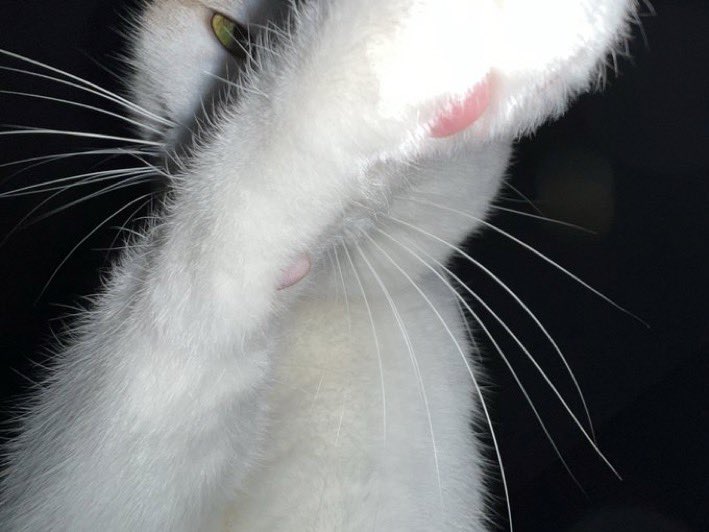 프리라떼주인 tweet media