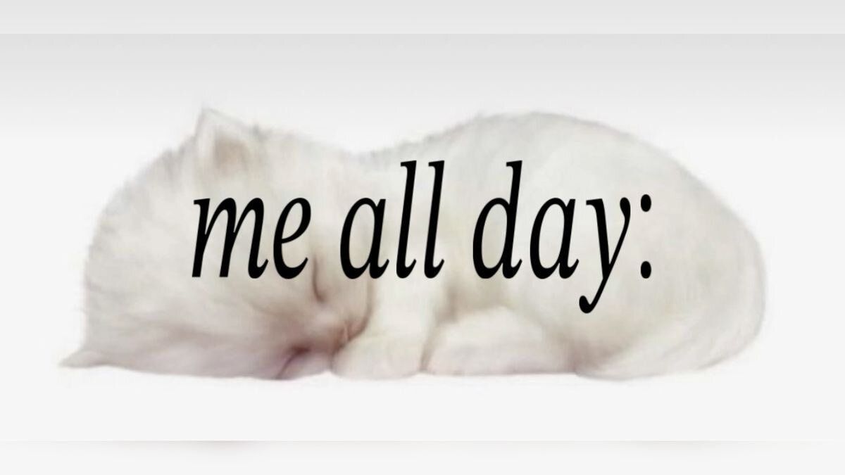 daily cats ♡ tweet media