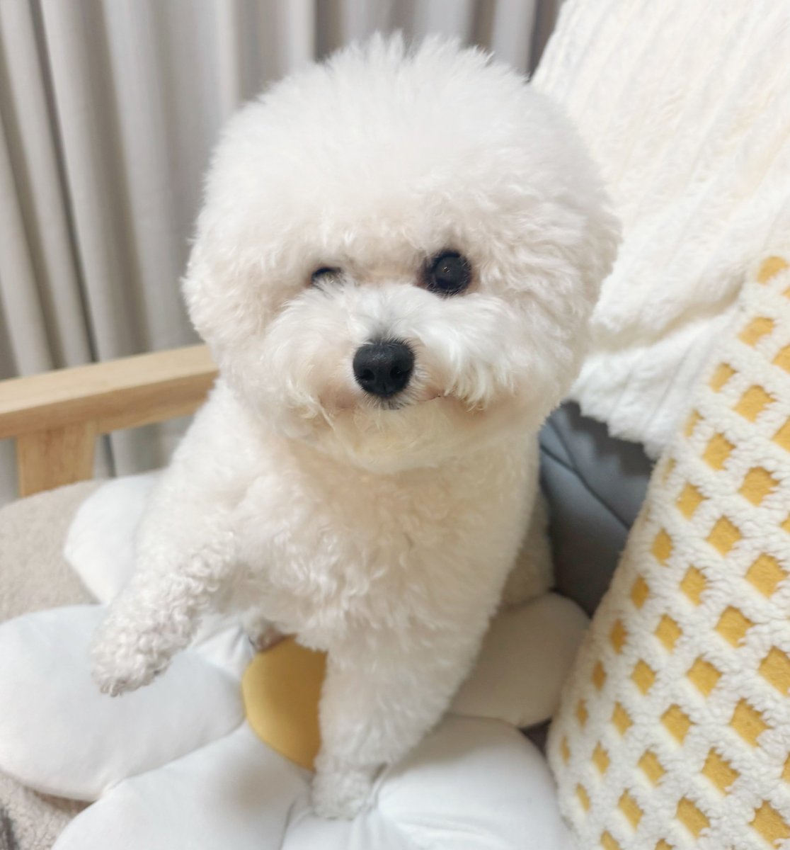 つくね (@29ne____) / Posts / X