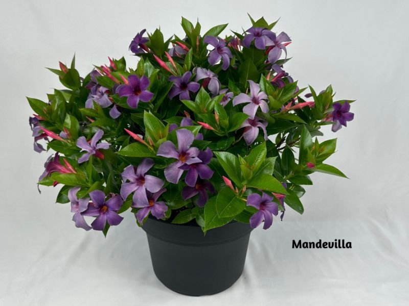 Plants That Love To Be Grown In Containers 
bloomingsecrets.com/blog/plants-th…