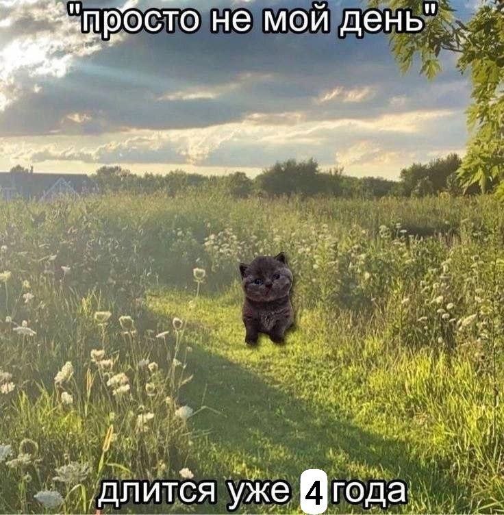 Gribanov ☢ ᓚᘏᗢ (@gribanov) on Twitter photo 