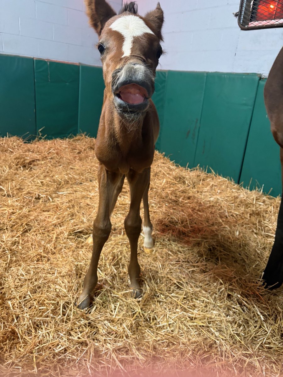 Airdrie Stud tweet media