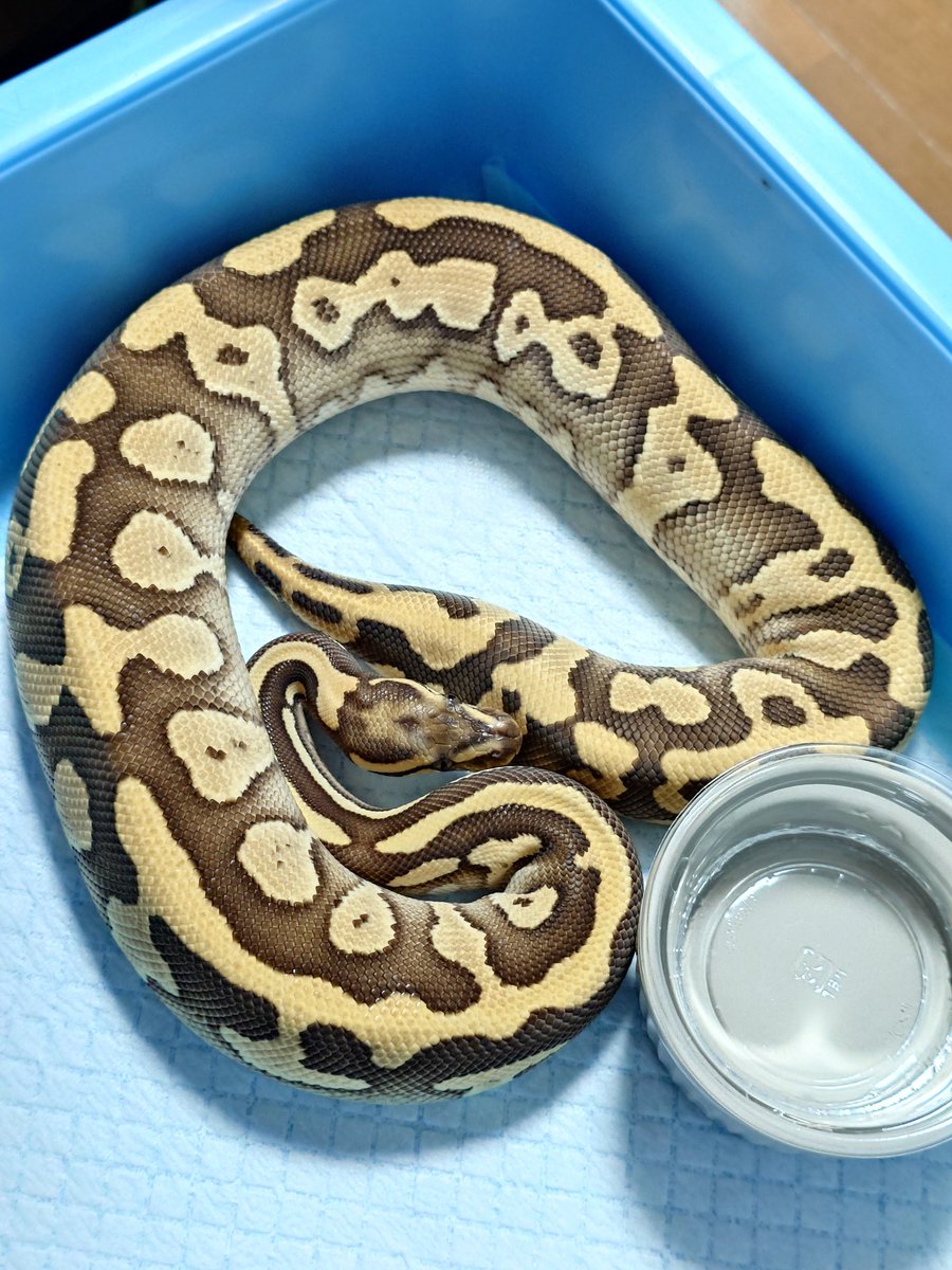 販売個体紹介 1.0 lesser confusion YB het clown 35000円 とっても