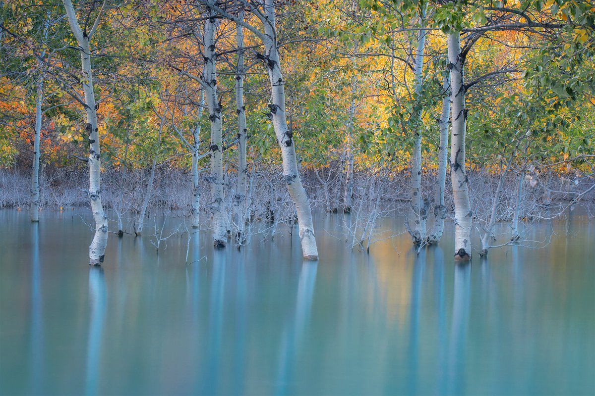 JamesAfineart's tweet photo. I just really like trees https://t.co/9wKxOSjJGY