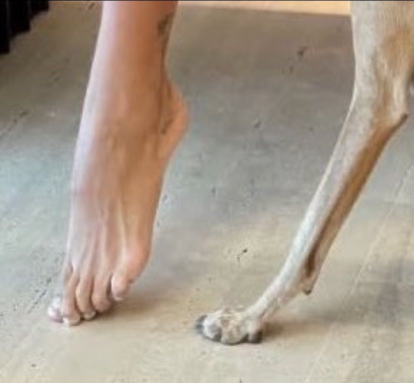 Arcadiano tweet media