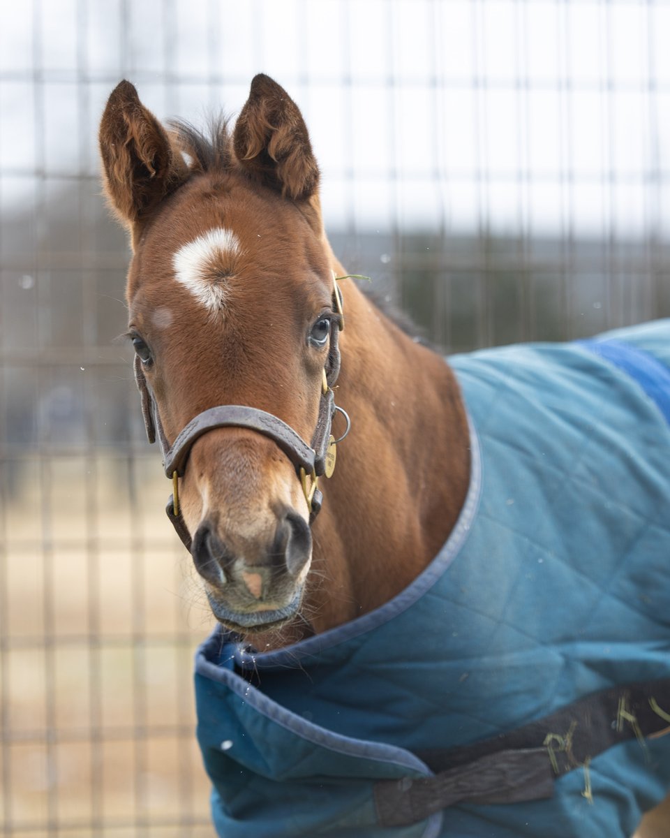 Pin Oak Stud tweet media